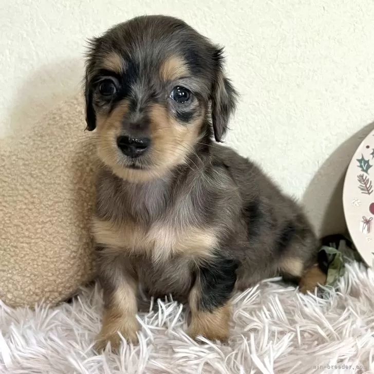 ID:2312-06918の子犬