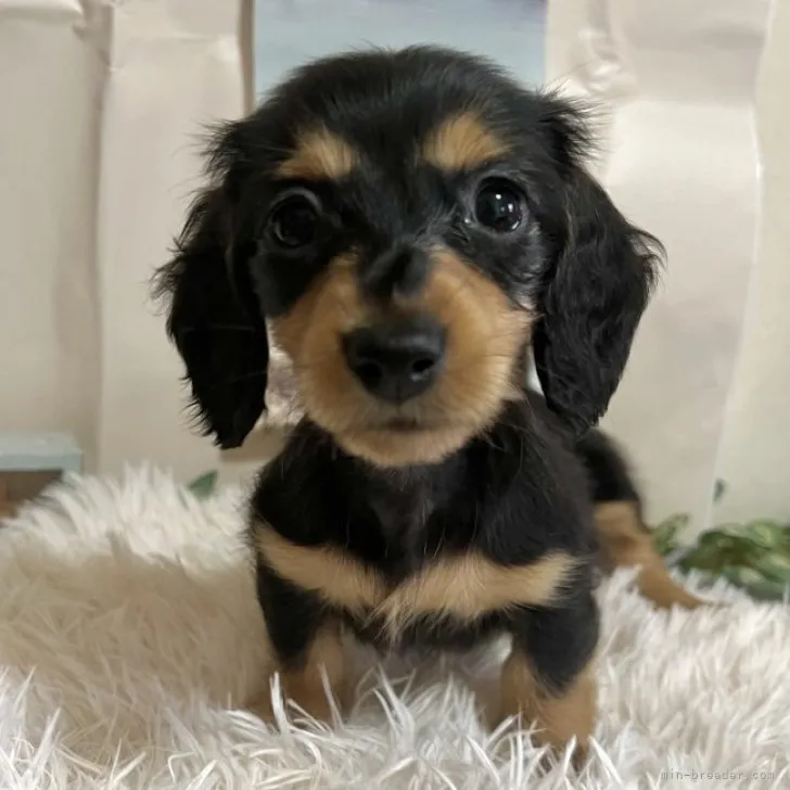 ID：2307-05844の子犬