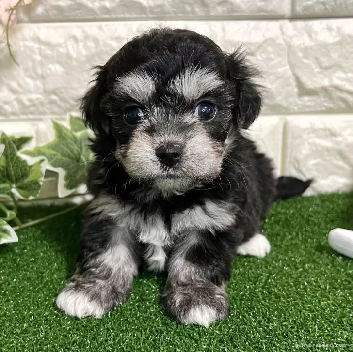 ID：2407-05805の子犬
