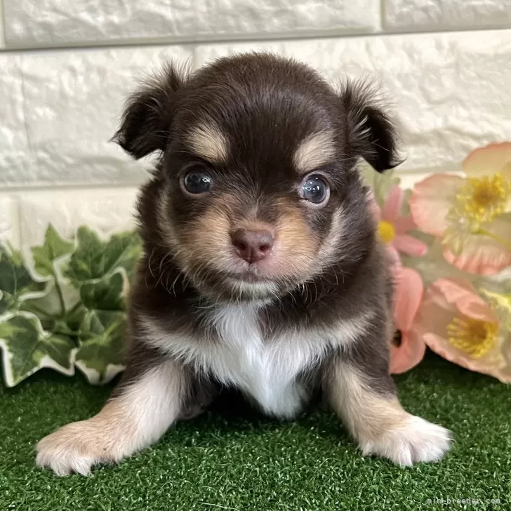 ID:2408-05043の子犬
