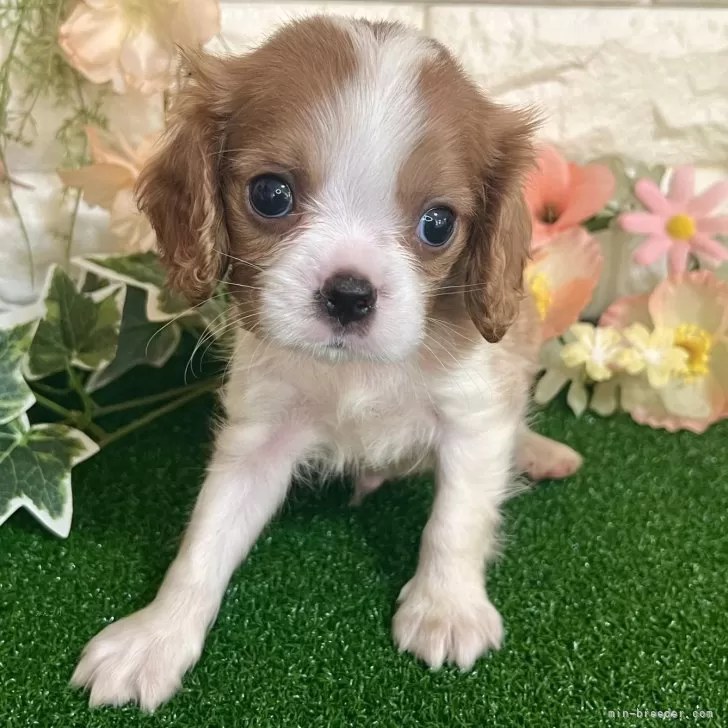 おかえ 様のお迎えした子犬