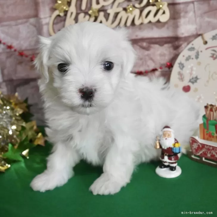 ID：2312-00457の子犬