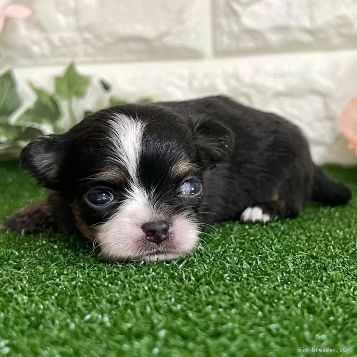 ID:2408-05049の子犬