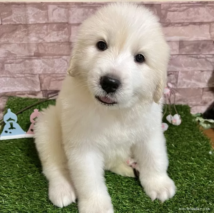 ID：2402-03507の子犬
