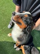 バーニーズ・マウンテン・ドッグ【・男の子・2023年3月18日・ブラックラストアンドホワイト】