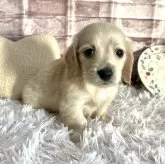 ミニチュアダックスフンド(ロング)【群馬県・男の子・2023年11月12日・イエロー】の写真2