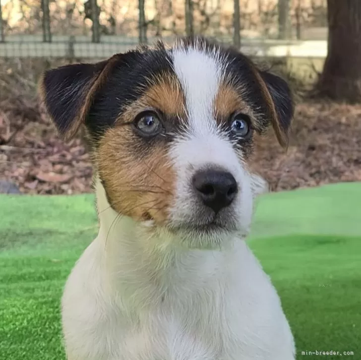 ID：2501-04253の子犬