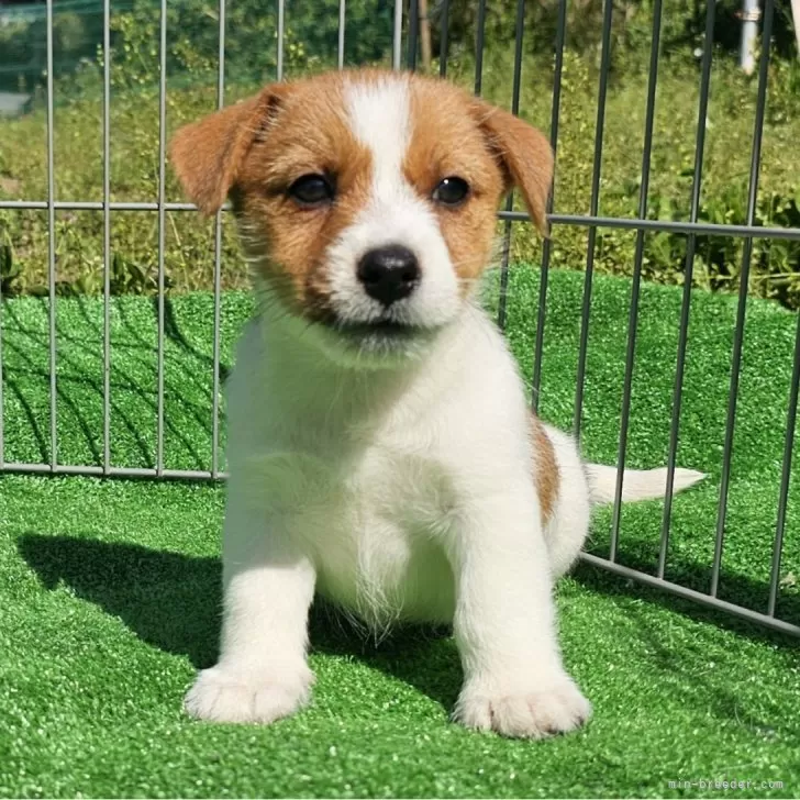 A.S 様のお迎えした子犬