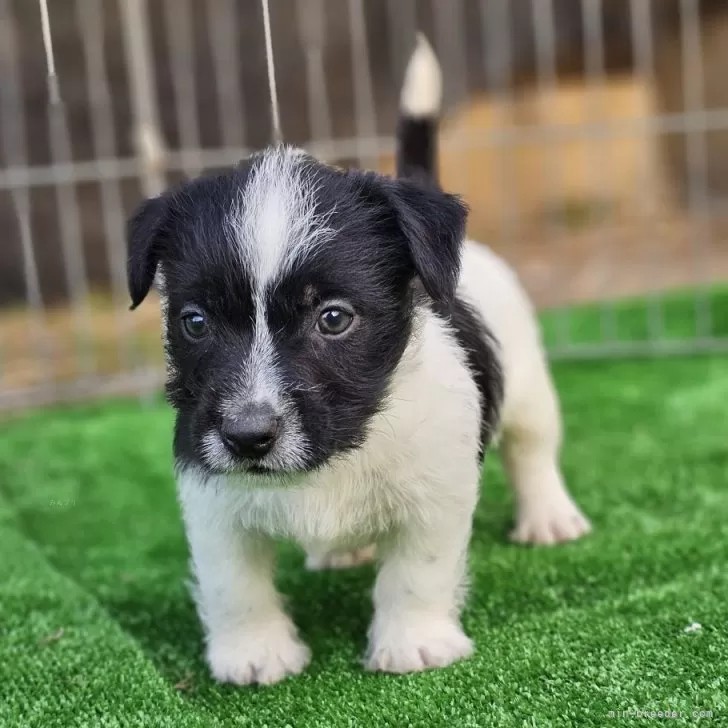 ID:2501-04266の子犬