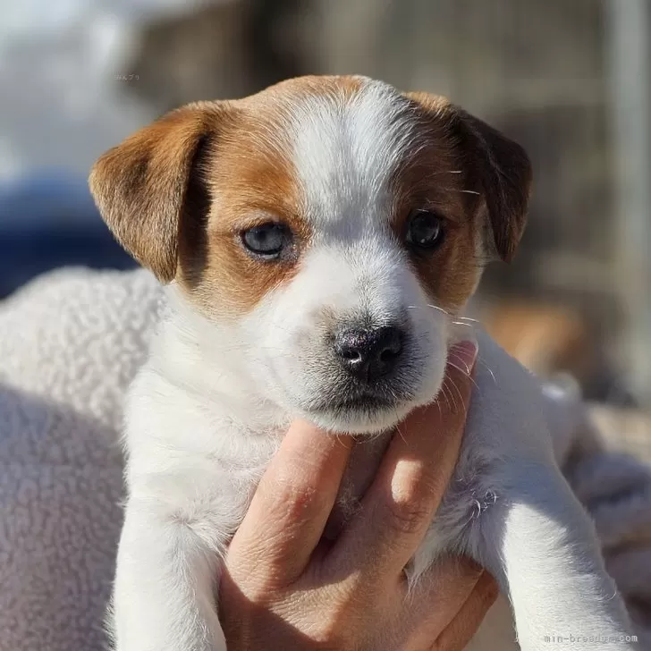 ID:2502-07075の子犬