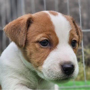 ジャックラッセルテリア【千葉県・女の子・2025年9月28日・ホワイト&タン】の写真「いつも困った顔の女の子です。」