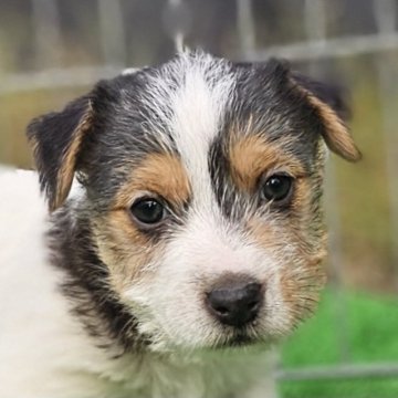 ジャックラッセルテリア【千葉県・女の子・2025年9月28日・ホワイト ブラック&タン】の写真「モジャモジャのぬいぐるみの様な女の子です。」