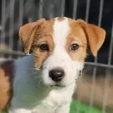 ジャックラッセルテリア