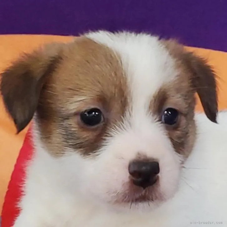 ID:2211-03470の子犬