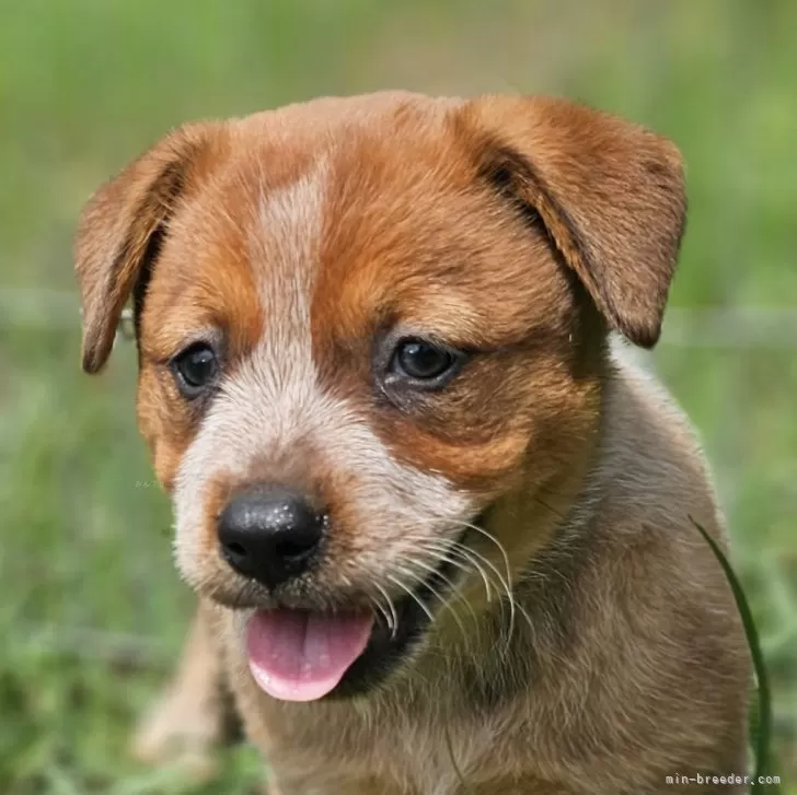 ID：2408-06443の子犬