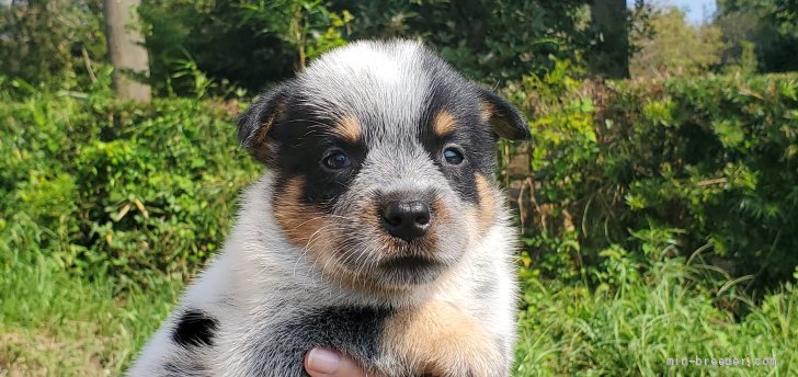オーストラリアン キャトル ドッグ 千葉県 女の子 21年7月27日 ブルーブラック タン 甘えん坊の女の子です みんなのブリーダー 子犬id 2108 オーストラリアン キャトル ドッグ 千葉県 女の子 21年7月27日 ブルーブラック タン 甘えん坊の女の子です みんなのブリーダー 子犬id 2108