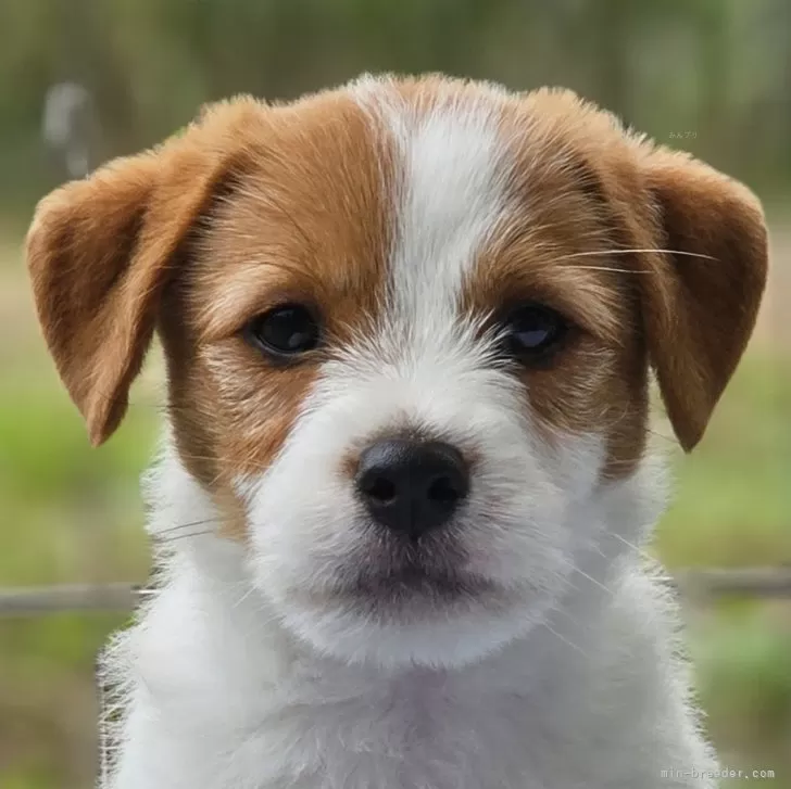 ID:2405-07162の子犬