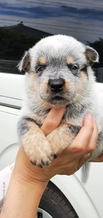 ID:2108-03229の子犬