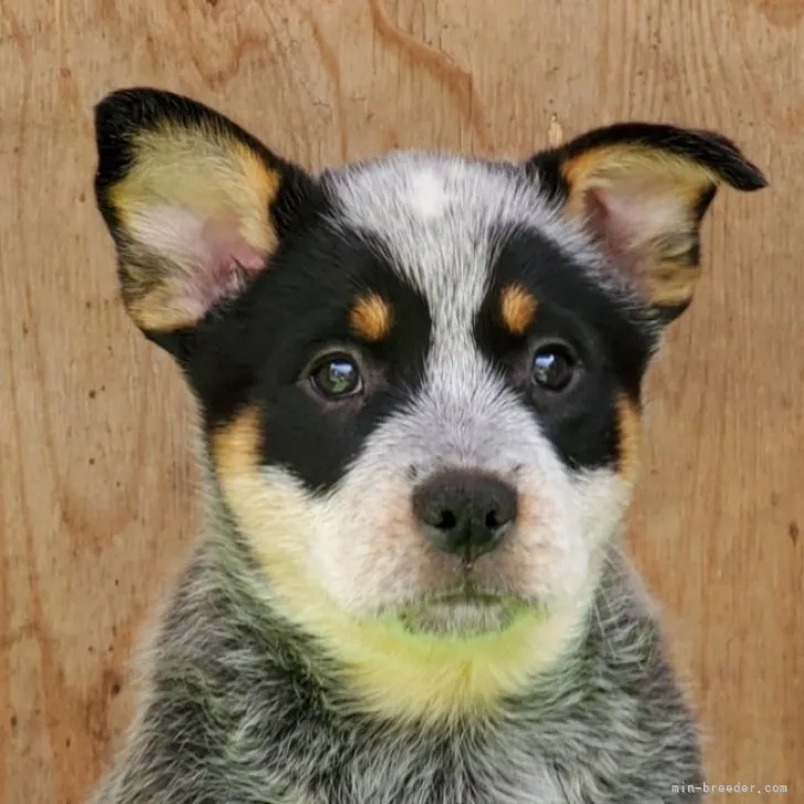 ID:2304-03209の子犬