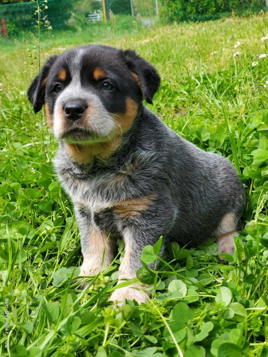 オーストラリアン キャトル ドッグ 千葉県 男の子 21年2月27日 ブルーブラック タン 兄弟の中でも一番のノンビリ屋さんです みんなの ブリーダー 子犬id 2104 オーストラリアン キャトル ドッグ 千葉県 男の子 21年2月27日 ブルーブラック タン 兄弟の中でも一番のノンビリ屋さんです みんなの ブリーダー 子犬id 2104