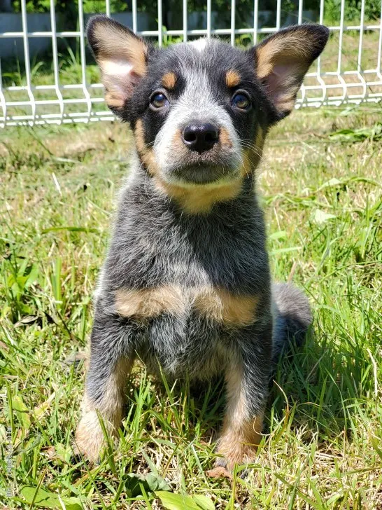 ID:2007-00761の子犬