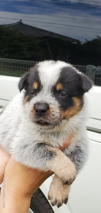 ID:2108-03233の子犬