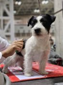 ジャックラッセルテリア【・男の子・2023年2月1日・ホワイト&ブラック】