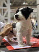 ジャックラッセルテリア【・男の子・2023年2月1日・ホワイト&ブラック】