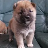 柴犬(標準サイズ)【福島県・女の子・2023年2月7日・赤】の写真1「撮影日3月6日」