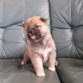 柴犬(標準サイズ)【福島県・女の子・2023年2月7日・赤】の写真2「撮影日3月6日」