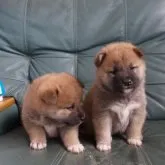 柴犬(標準サイズ)【福島県・女の子・2023年2月7日・赤】の写真4「撮影３月６日　右側が私」