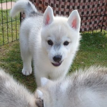 シベリアンハスキー【兵庫県・女の子・2022年4月28日・シルバー&ホワイト】の写真「両親チャンピオンの綺麗なシルバーの甘えたちゃんです」