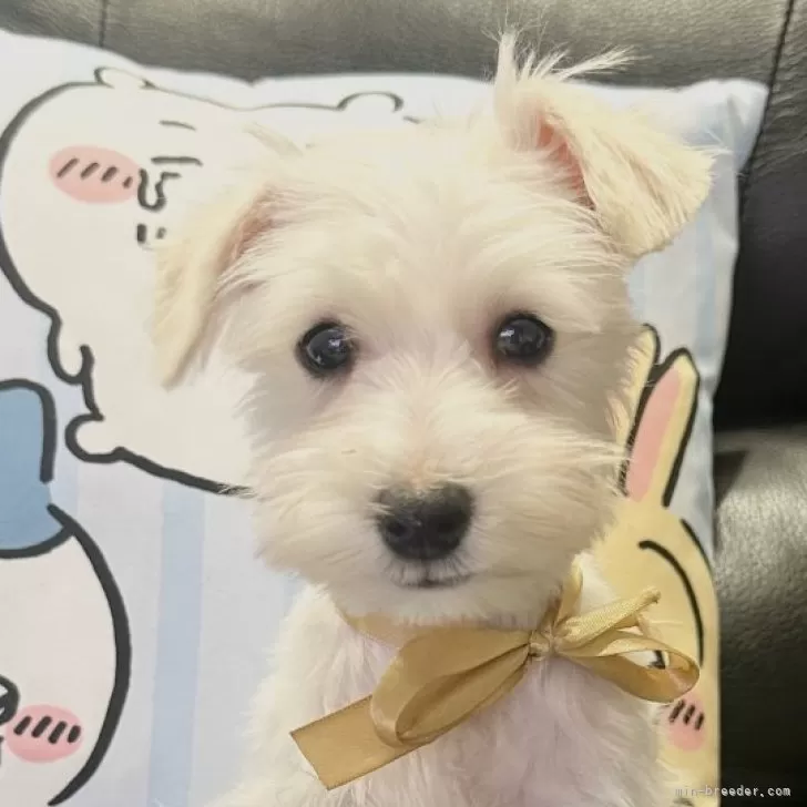 ID:2412-00053の子犬