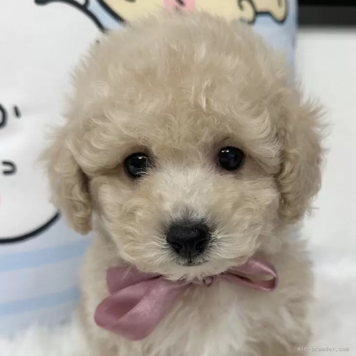 ID:2412-01134の子犬