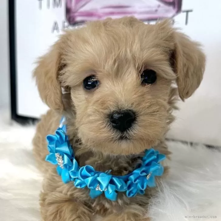 ID:2412-07092の子犬