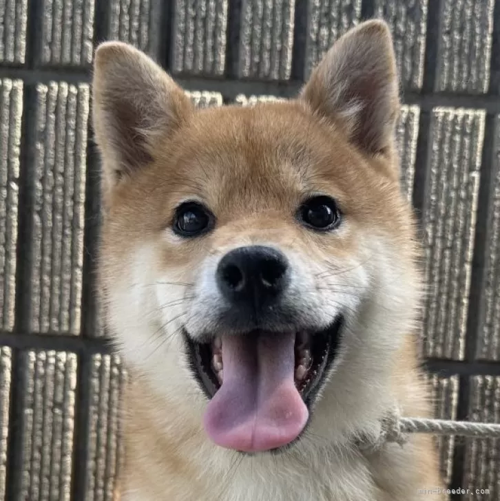 ID:2501-04920の子犬