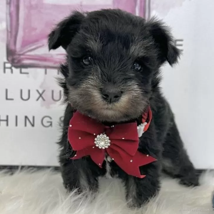 ミニチュアシュナウザー【栃木県・女の子・2025年9月21日・ブラック&amp;シルバー】の写真1