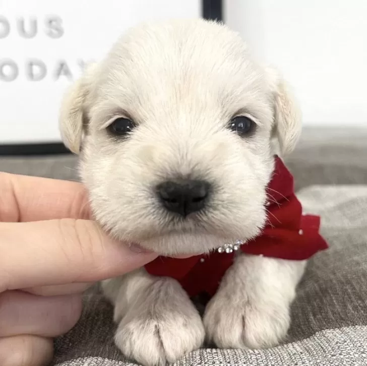 るるこ 様のお迎えした子犬