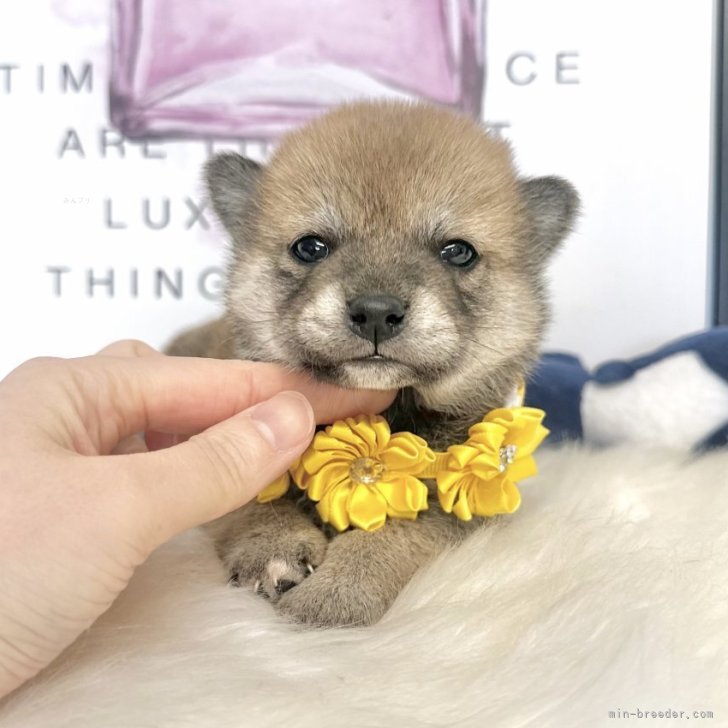 ブリーダー画像