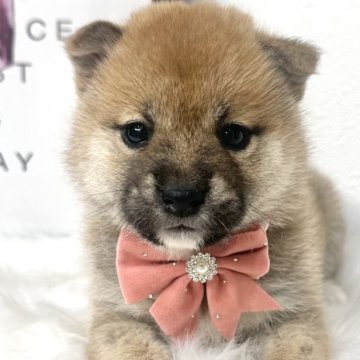 柴犬(標準サイズ)【栃木県・女の子・2024年12月18日・赤】の写真「モデル級可愛い女のこ🩷」