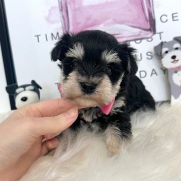 ミニチュアシュナウザー【栃木県・女の子・2025年10月5日・ブラックアンドシルバー】の写真「準シュナウザー💓‪女の子💓‪誕生👧」