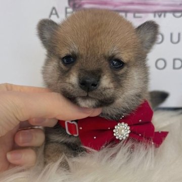 柴犬(標準サイズ)【栃木県・女の子・2025年10月12日・赤】の写真「モデル級可愛い女の子💖」