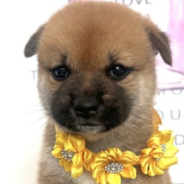 柴犬(標準サイズ)【栃木県・男の子・2025年7月6日・赤】の写真「おめめぱっちり🩷👀穏やかで優しいおっとり柴🩵」