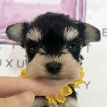 ミニチュアシュナウザー【栃木県・男の子・2025年11月9日・ブラック&シルバー】の写真「モデル級💖可愛い男の子」