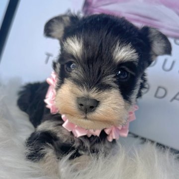 ミニチュアシュナウザー【栃木県・女の子・2025年11月9日・ブラック&シルバー】の写真「モデル級💖可愛い女の子」