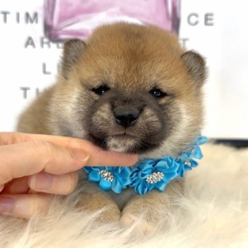 柴犬(標準サイズ)【栃木県・男の子・2025年11月9日・赤】の写真「モフモフくまさん🧸元気な男の子💖」