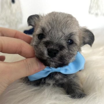 ミックス(ミニチュアシュナウザー×ビションフリーゼ)【栃木県・男の子・2025年9月14日・シルバーグレー】の写真「ぬいぐるみ級のキュートボーイ🧸💛」