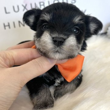 シュナマル(ミニチュアシュナウザー×マルチーズ)【栃木県・男の子・2025年10月5日・ブラック&シルバー】の写真「激レア🩷可愛すぎるシュナマル♡誕生🐶」