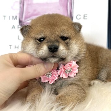 柴犬(標準サイズ)【栃木県・女の子・2025年11月9日・赤】の写真「モフモフくまさん🧸優しい～女の子💖」