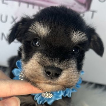 ミニチュアシュナウザー【栃木県・男の子・2025年11月9日・ブラック&シルバー】の写真「おっとり💖人懐こい可愛い男の子」